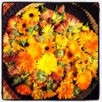 Calendula Infused Oil Calendula Infused Oil