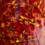 Hypericum St Johns Wort Extract Hypericum St Johns Wort Extract